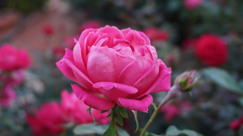 rose, pink, flower-1039817.jpg